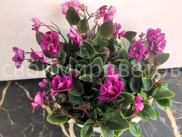 Фиалка Dancing trail трейлер